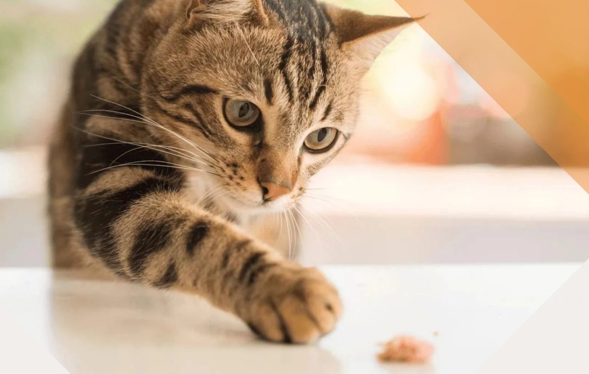 Podstawy żywienia kotów - niezbędnik opiekuna